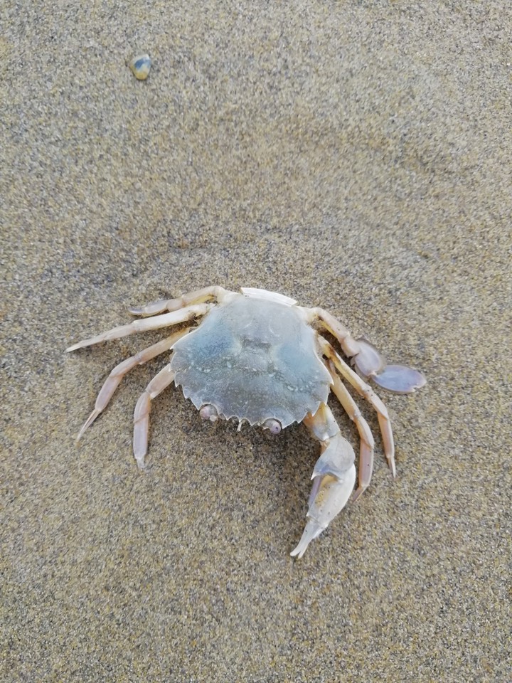 Crab