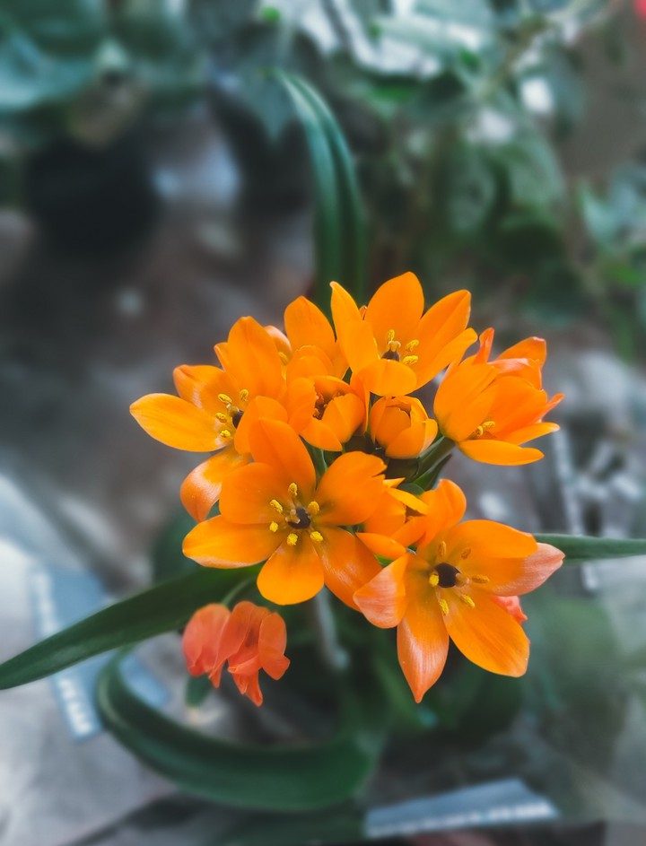 Ornithogalum