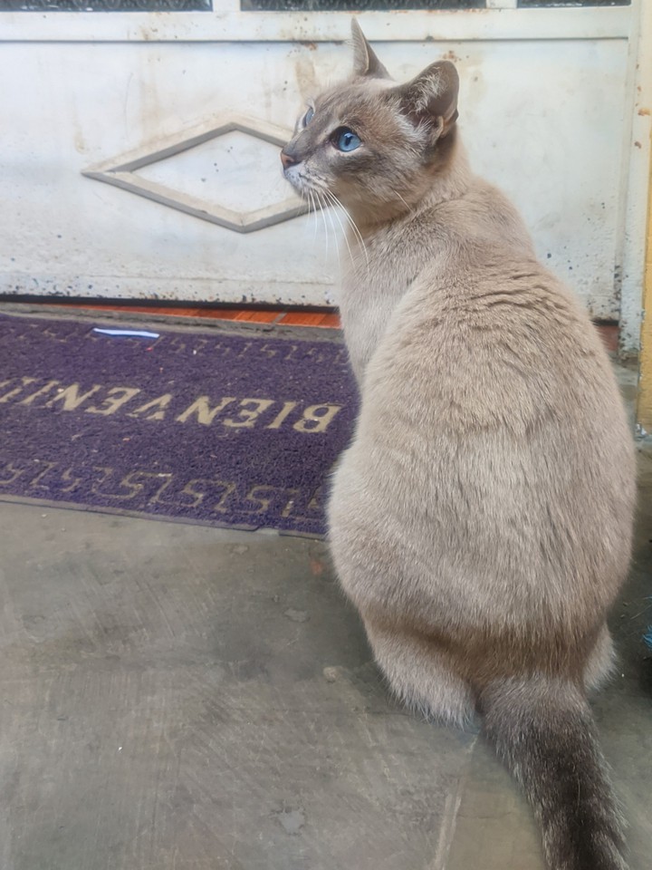 cat