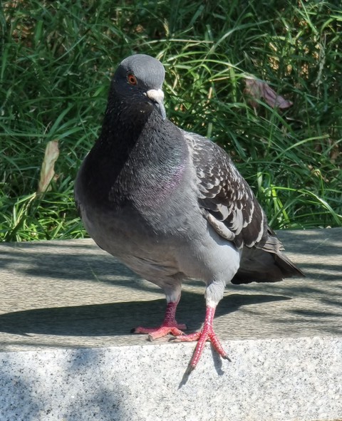 wing, beak वॉलपेपर