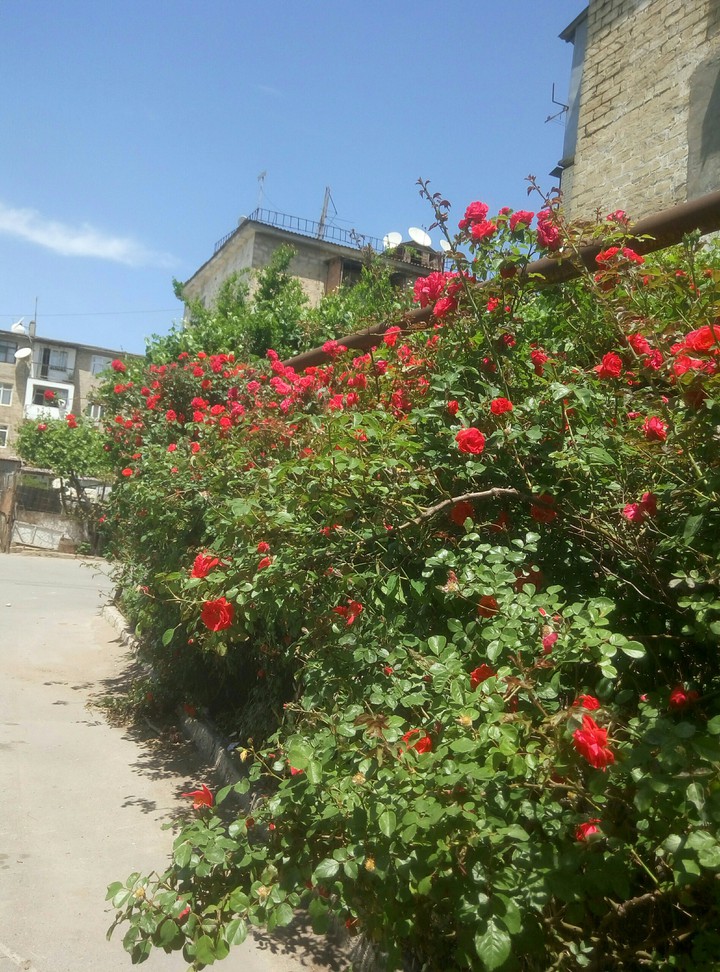 rose