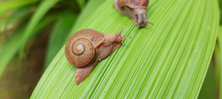 the slowest creature snail