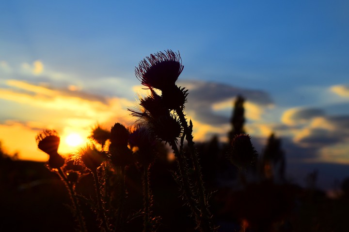 Silhouette