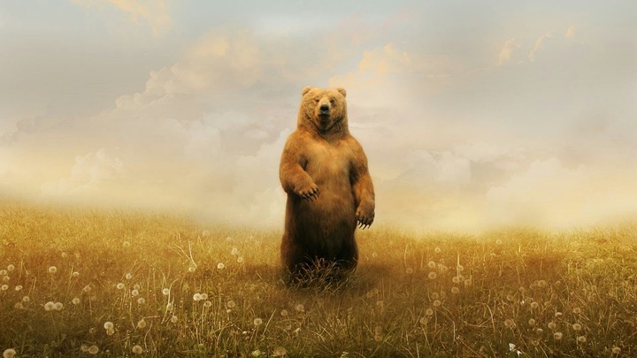 bear