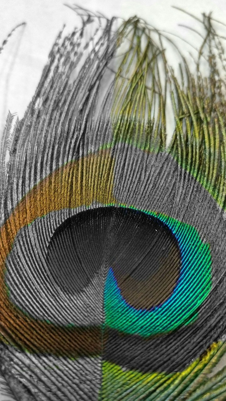 feather
