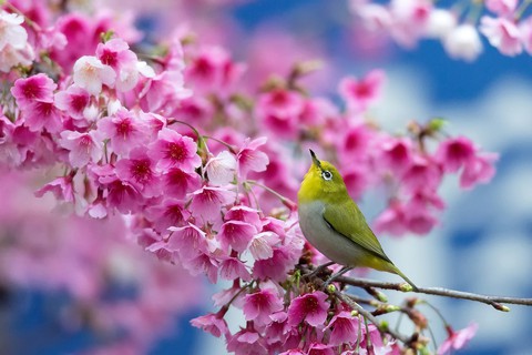 flowers...i love you