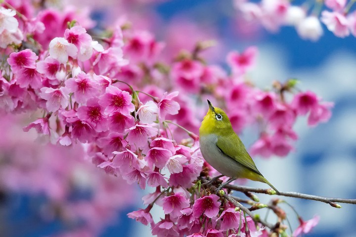 flowers...i love you