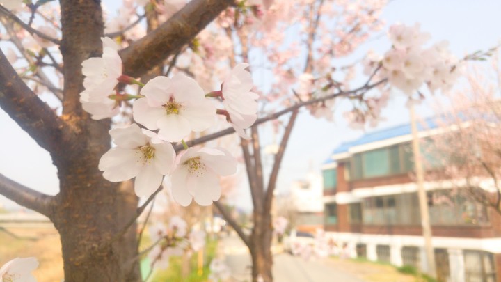 벚꽃