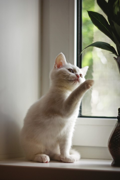kitty