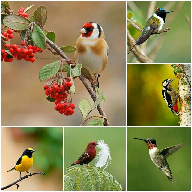 wonderful birds