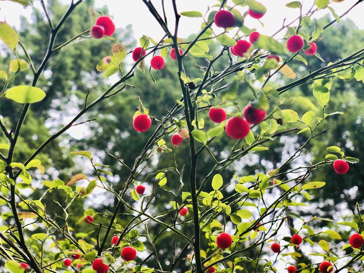 berries