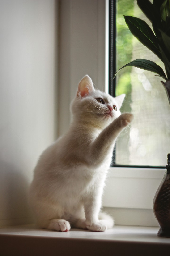 kitty