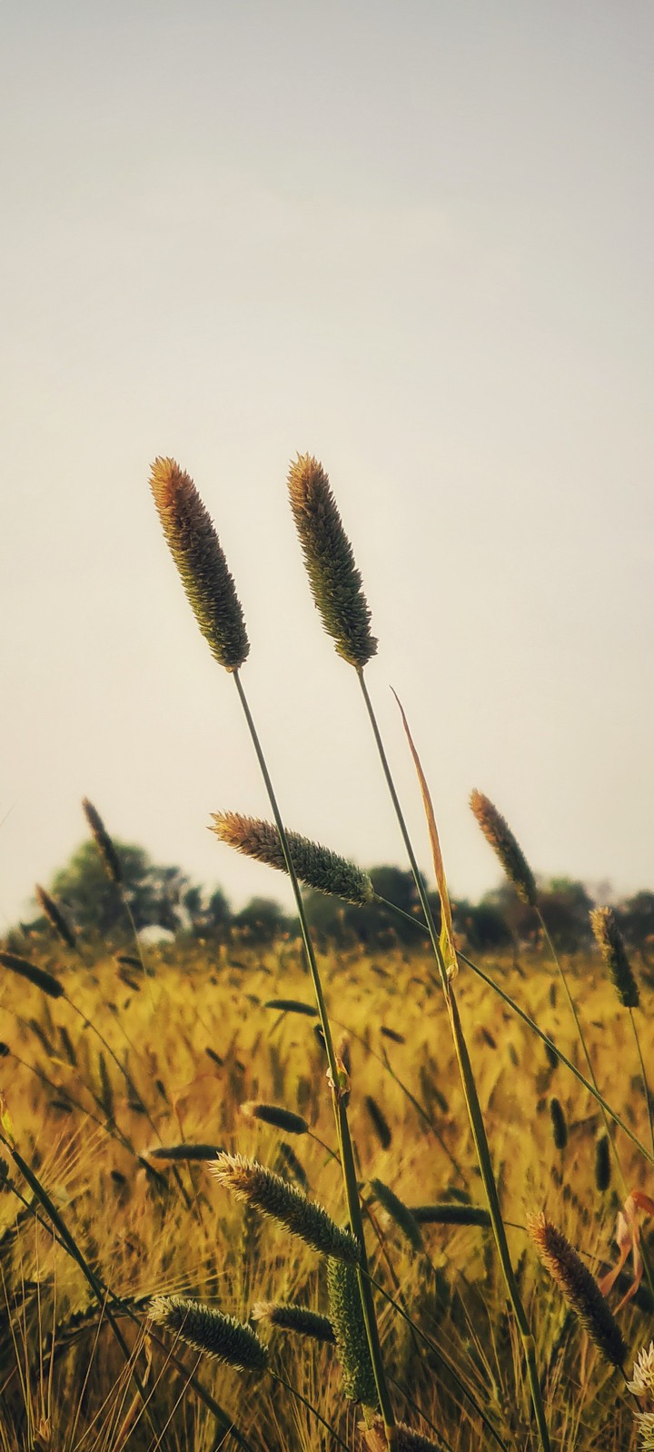 wheat feilds