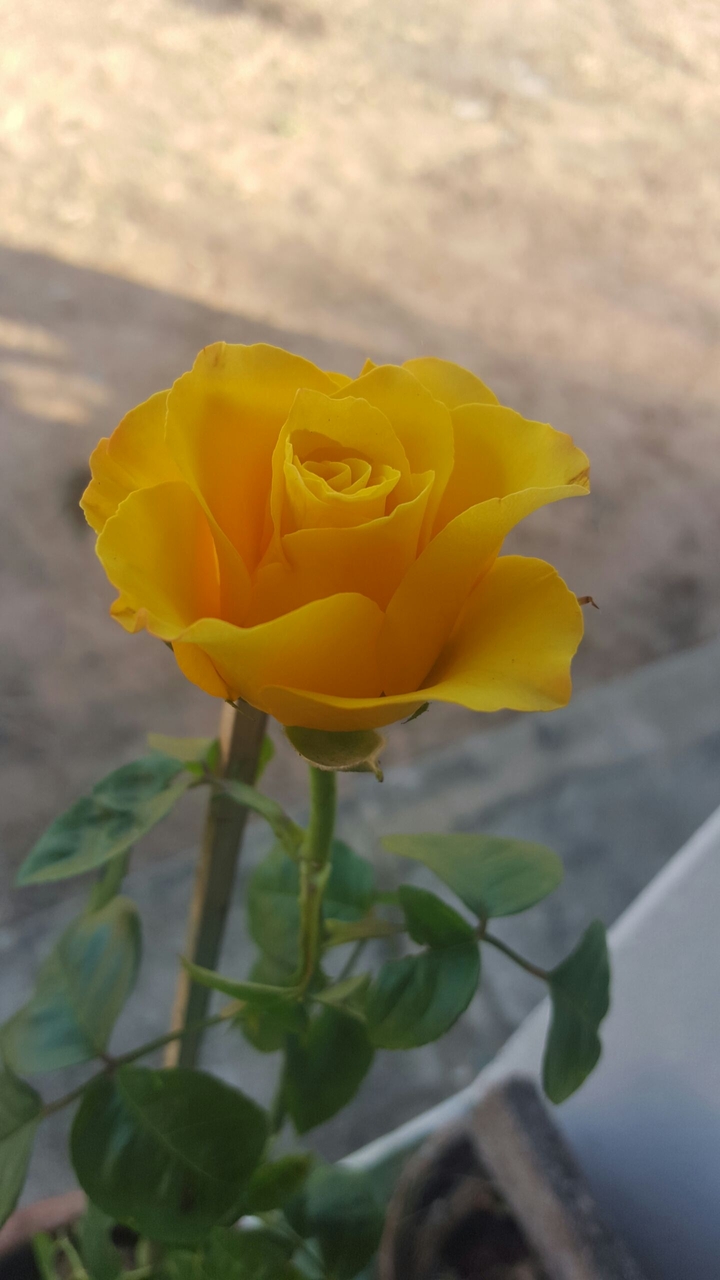 rosa