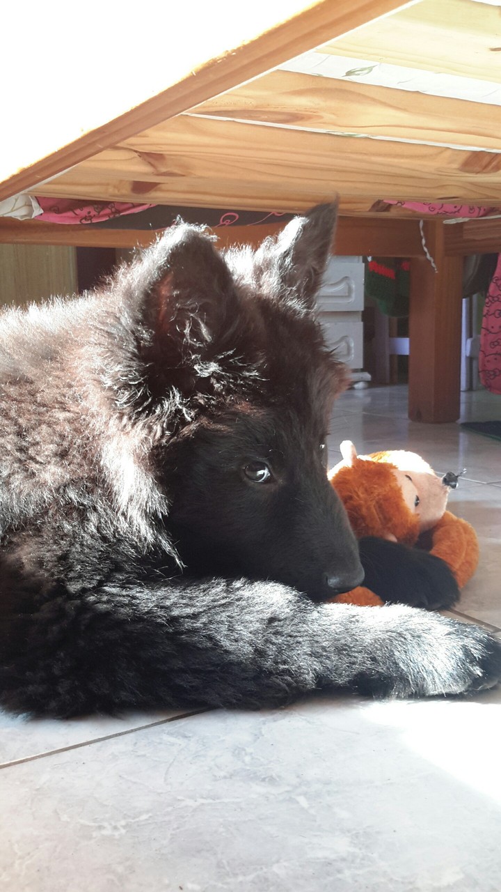 cachorro ovejero belga