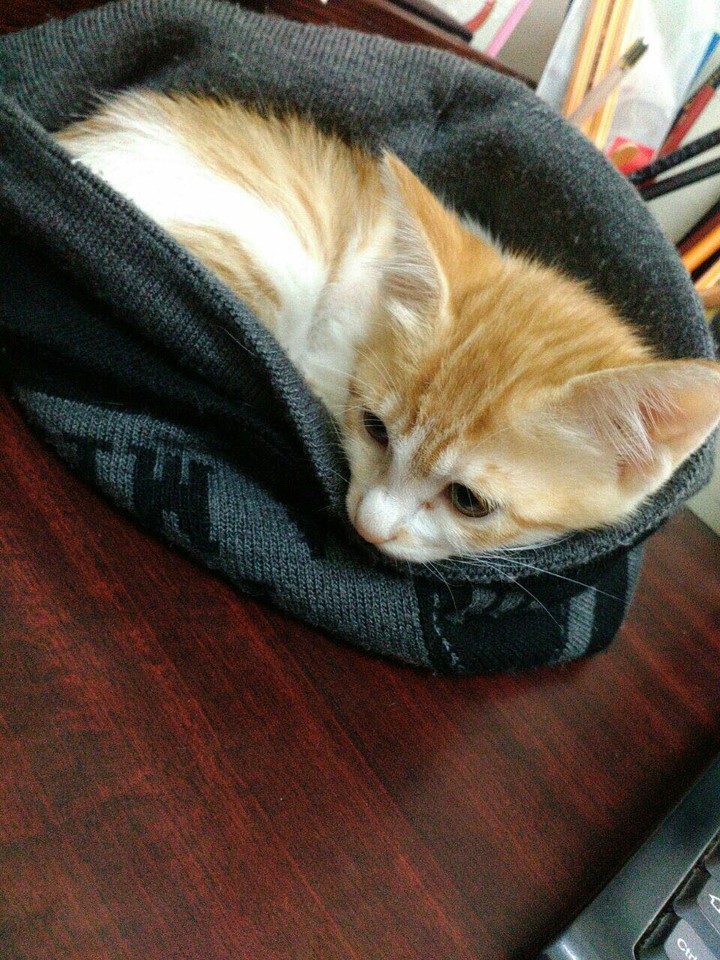 cat