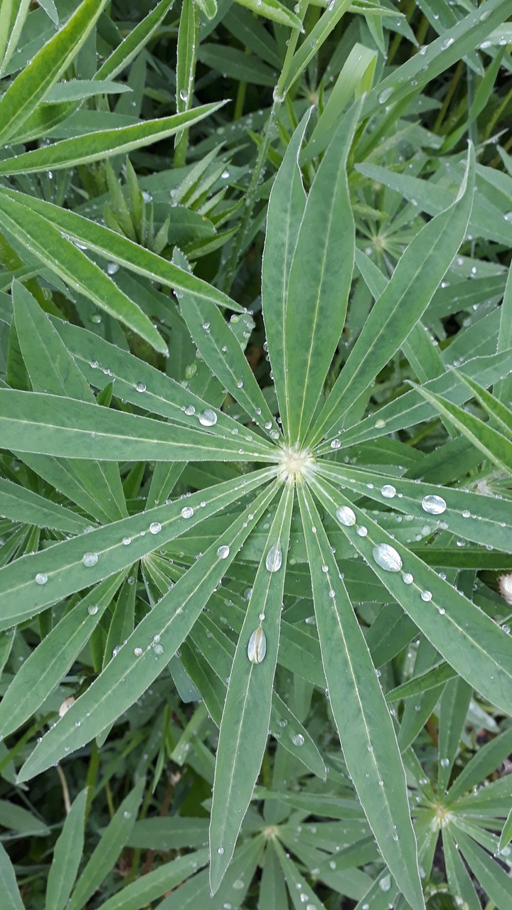 drops