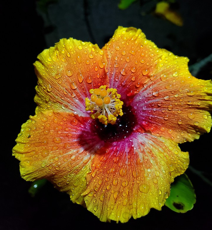 Evening Hibiscus