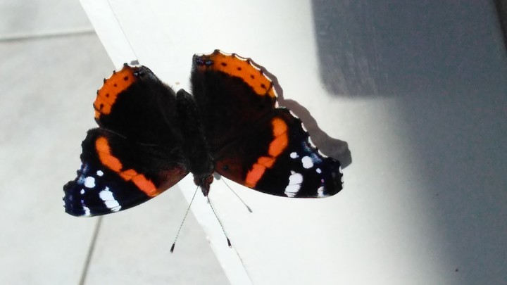 Butterfly