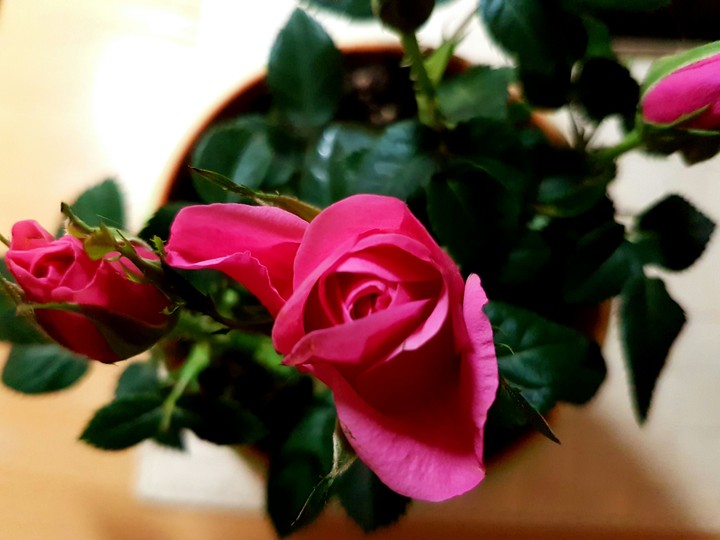 roze