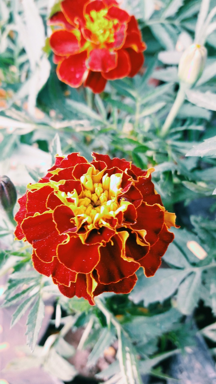 Flowers