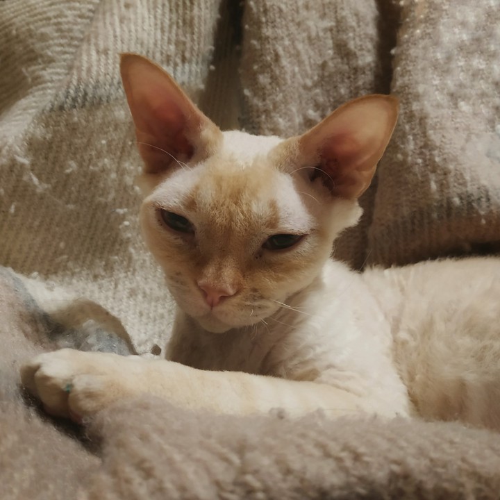 котик