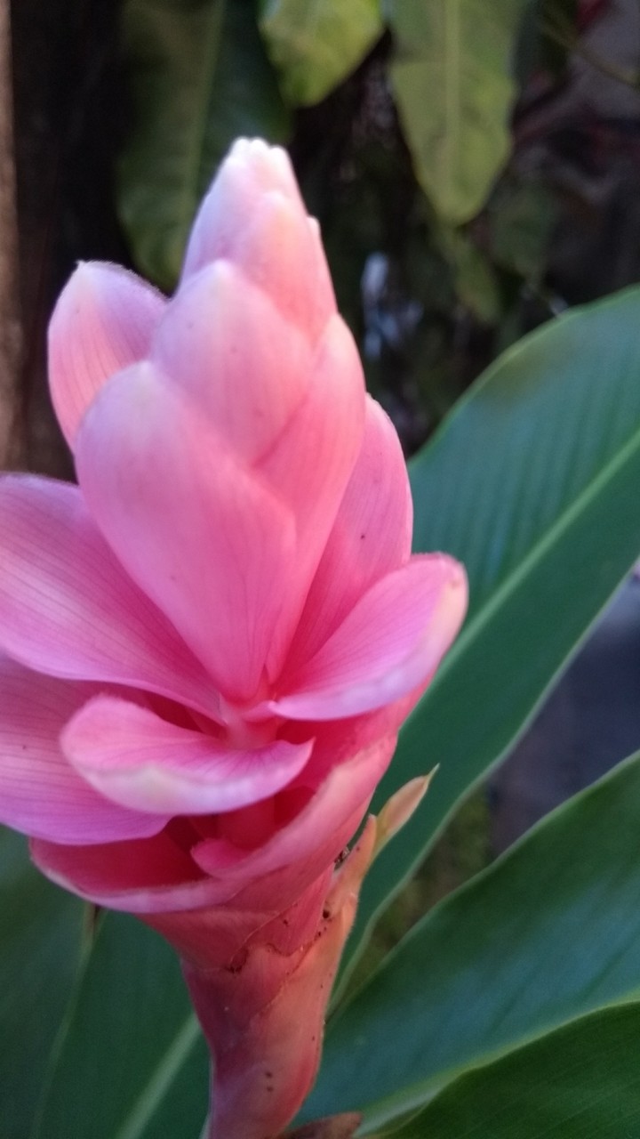 flor rosa