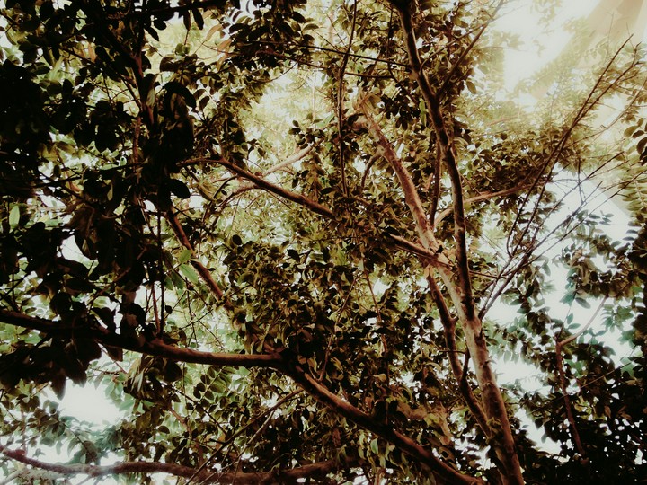 trees