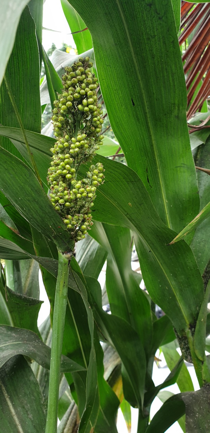 juwari tree