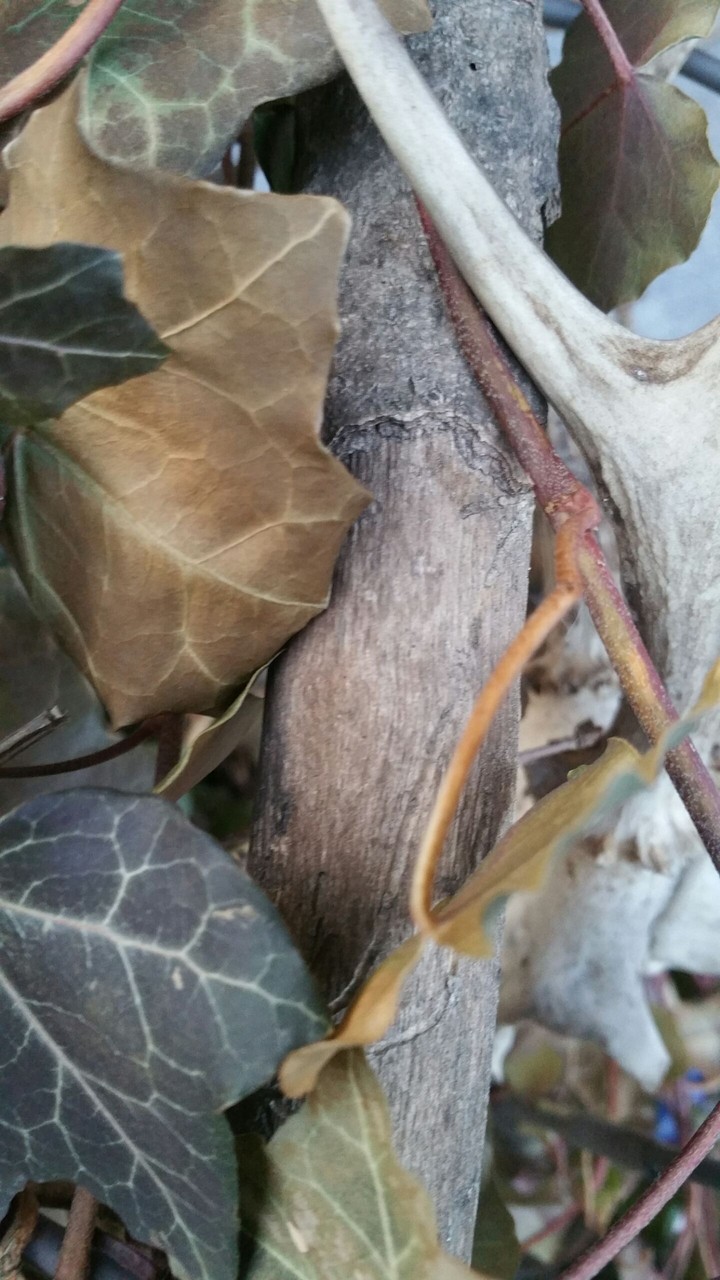 Leafs