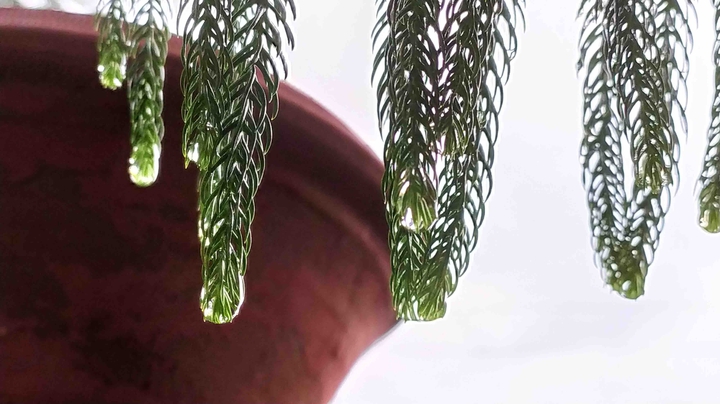 dew