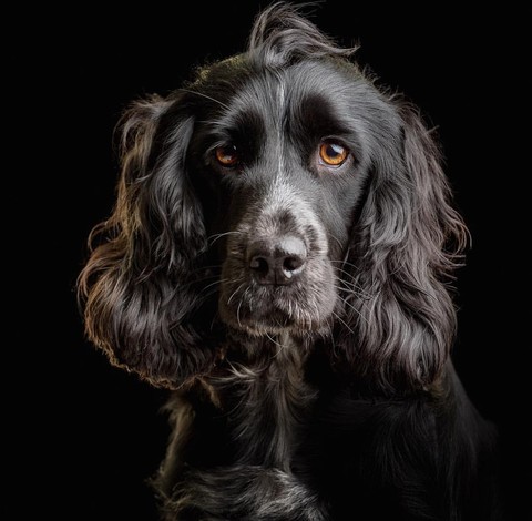 шпалери spaniel, canidae