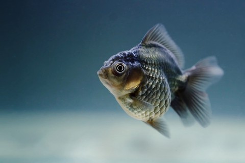 fish