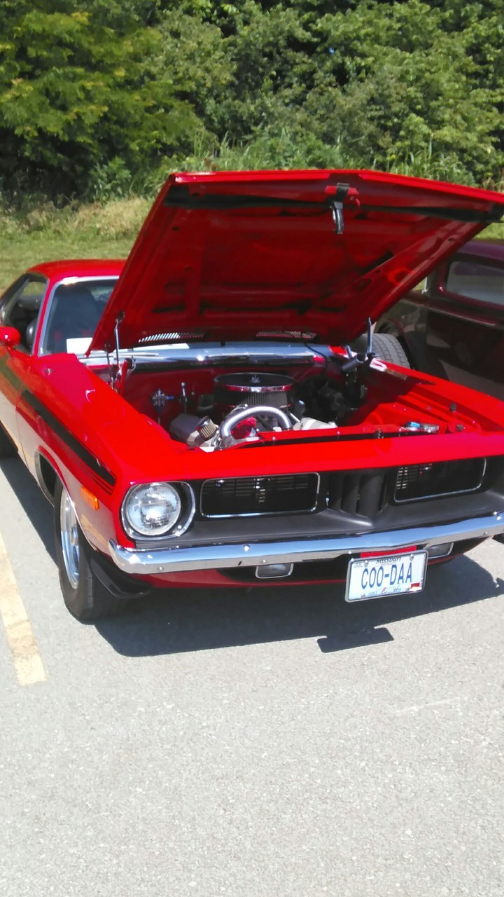 Barracuda