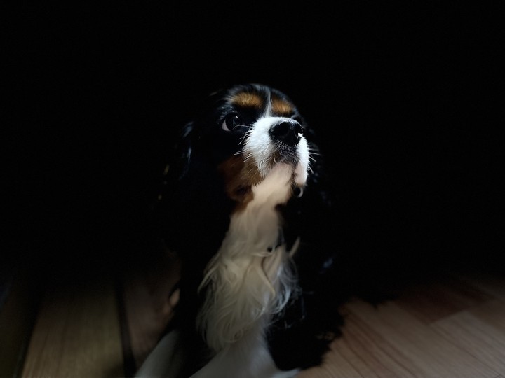 cavalier