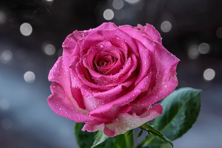 rose