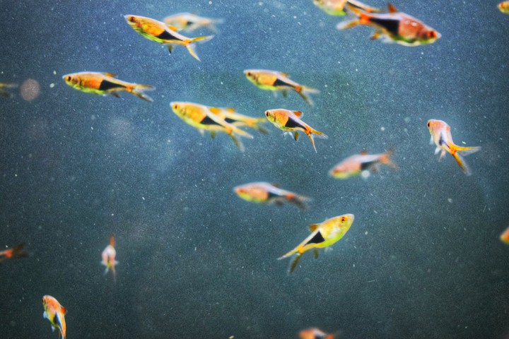 Tiny Fishes