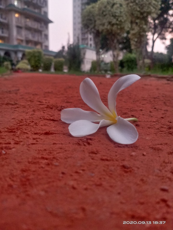 flower