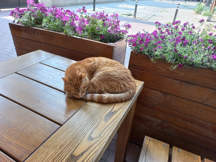 sleeping ?