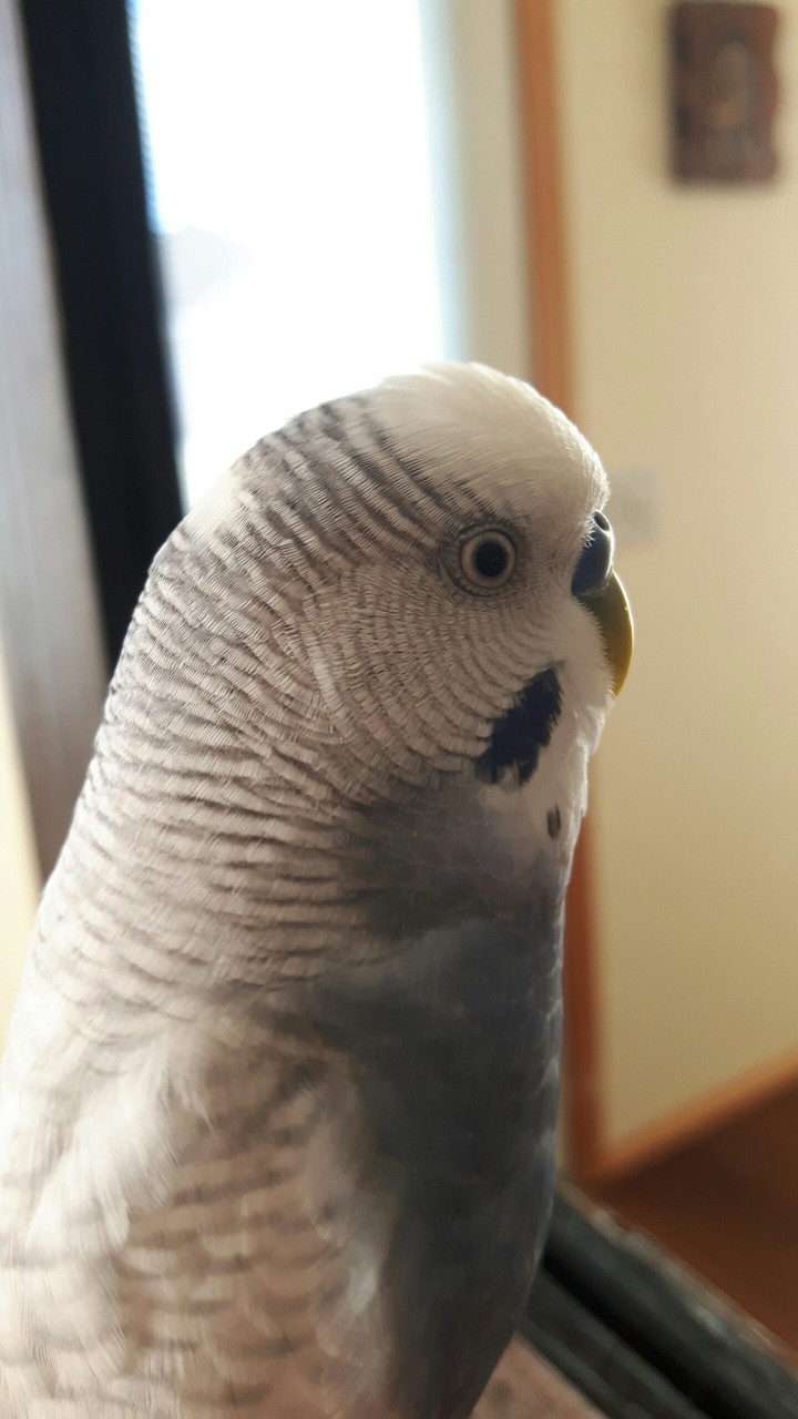 Budgie