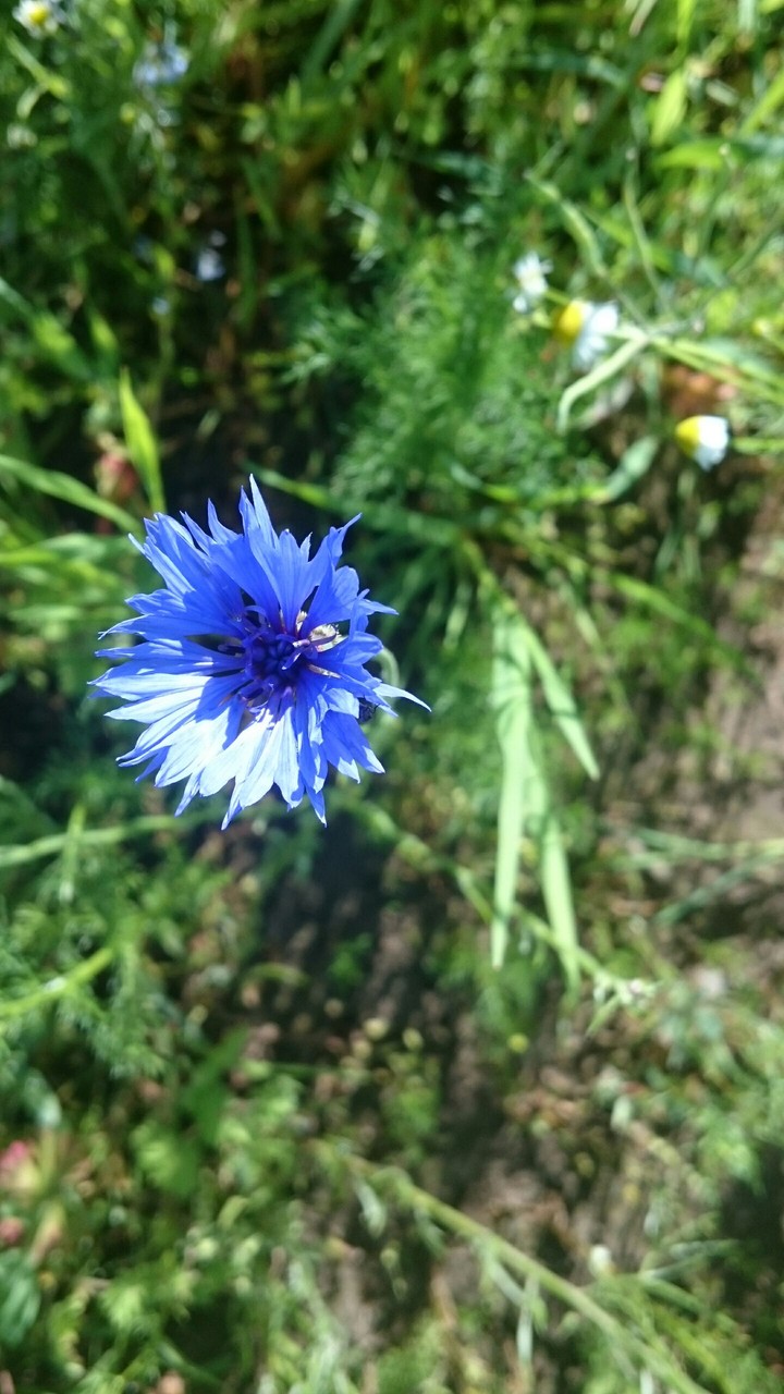 Kornblume