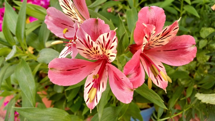Flores