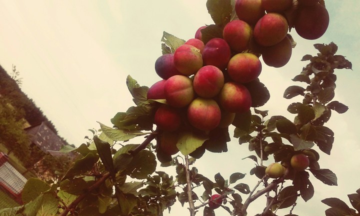 plum