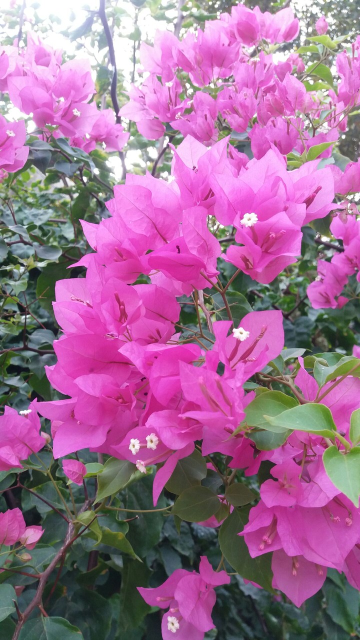 Spring