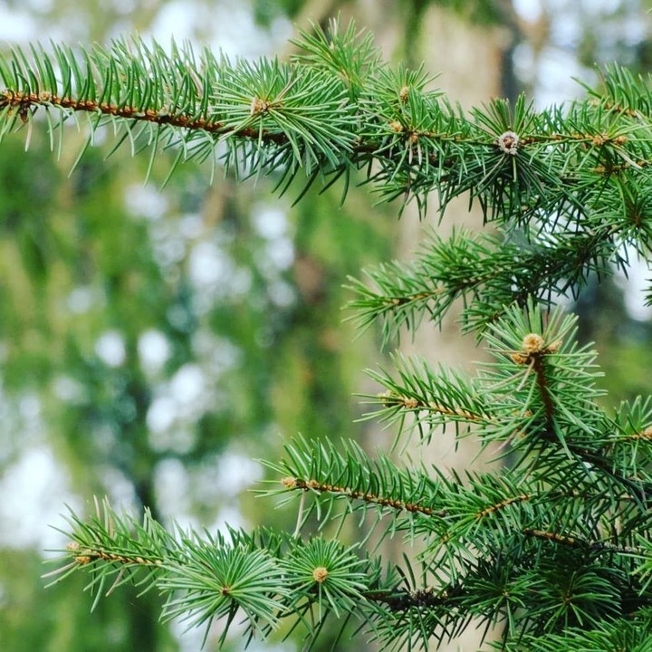 Fir