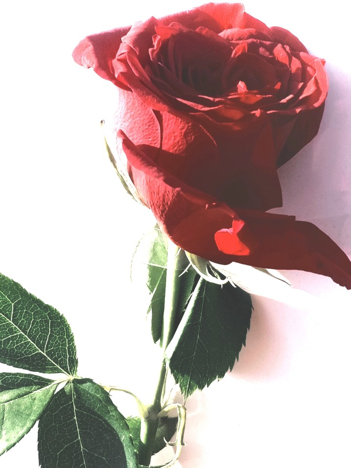 rose