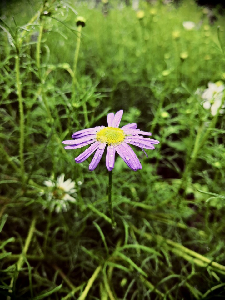 Purple Flower in Spring Rain