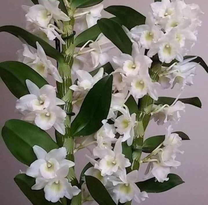 orchid