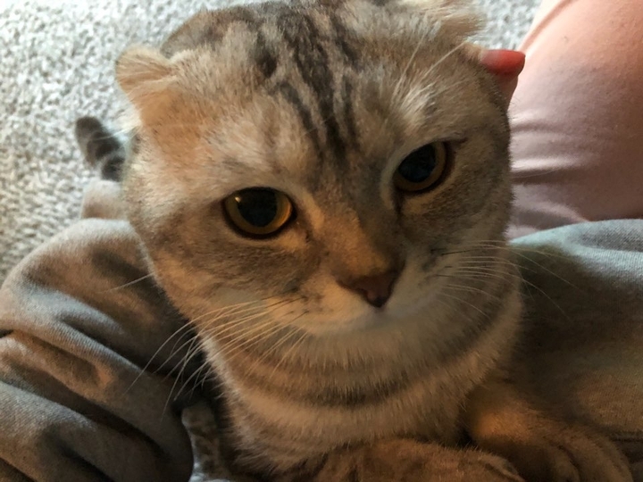 cat