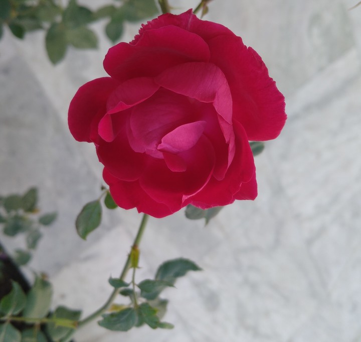 #Rose #flower